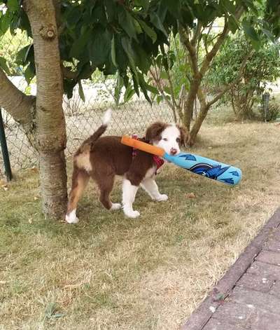 Fotosammlung: ,,Der natürliche Hund" Unbearbeitet, ungestellt und in Natura-Beitrag-Bild