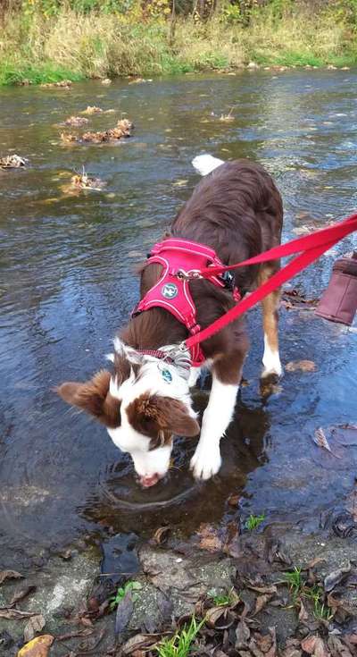 Dogorama Photo Challenge- Der Nase nach-Beitrag-Bild