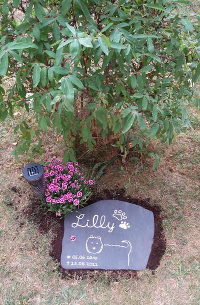 Unsere Fellnasen im Regenbogenland-Beitrag-Bild