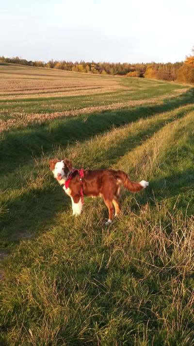 Sonnenaufgänge oder - untergänge-Beitrag-Bild