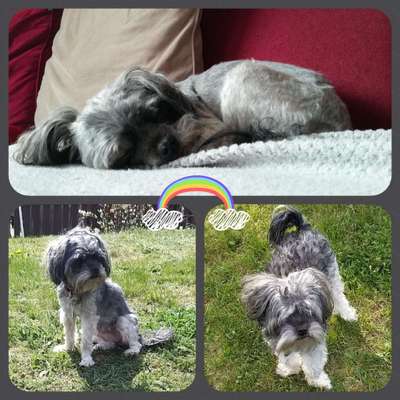 Unsere Fellnasen im Regenbogenland-Beitrag-Bild