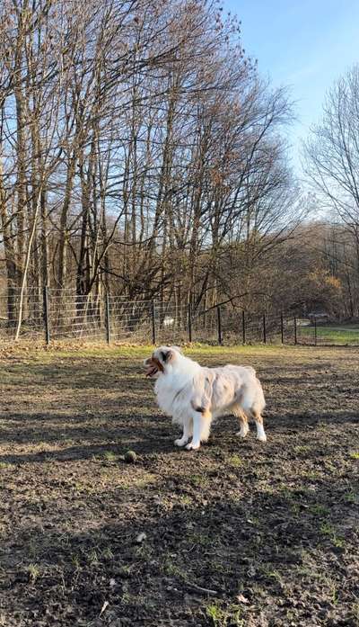 Hundeauslaufgebiet-Auf der Heide/Opelring-Bild