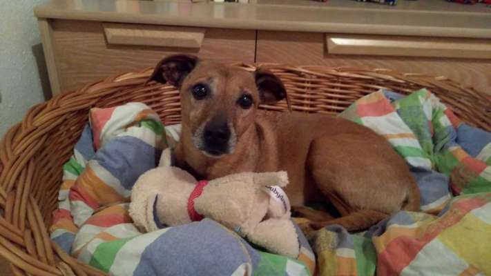 Liebhaber des Deutschen Pinscher gesucht.-Beitrag-Bild