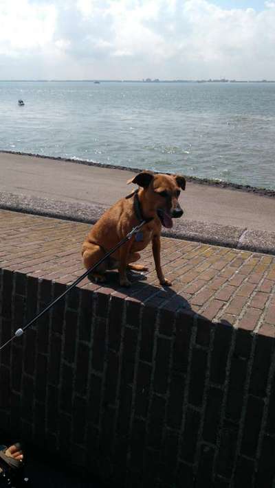 Liebhaber des Deutschen Pinscher gesucht.-Beitrag-Bild