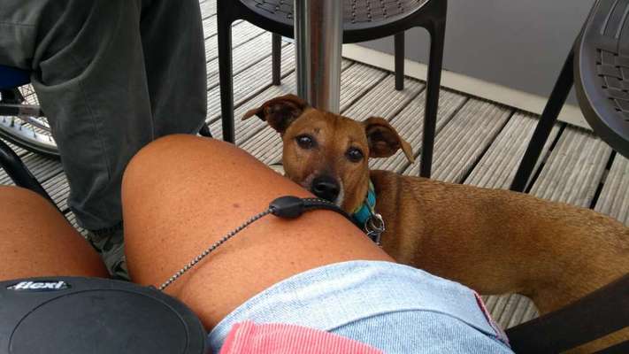 Liebhaber des Deutschen Pinscher gesucht.-Beitrag-Bild