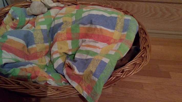 Liebhaber des Deutschen Pinscher gesucht.-Beitrag-Bild