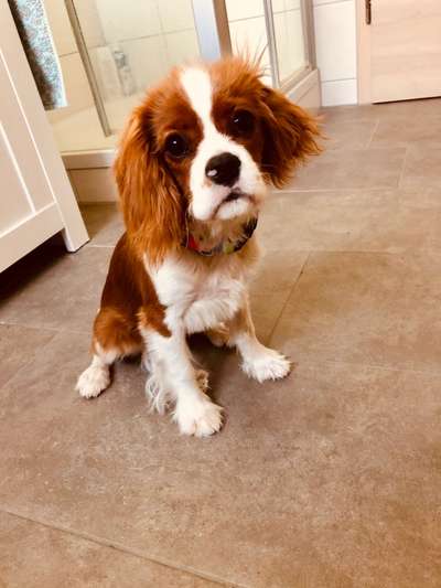 Cavalier King Charles Spaniel?-Beitrag-Bild