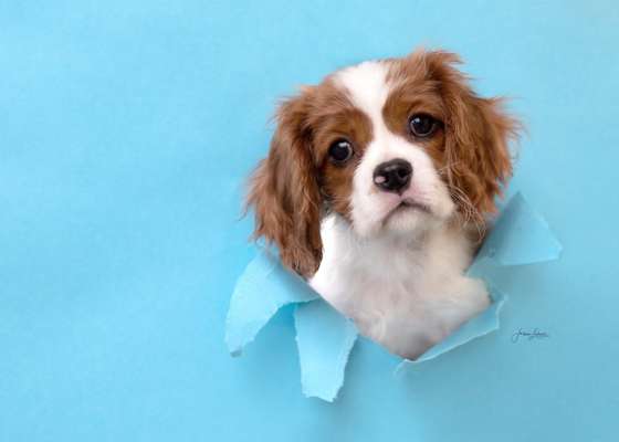 Cavaliere im Raum Böblingen/Stuttgart-Beitrag-Bild