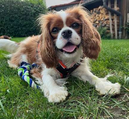 Würdet ihr euch die gleiche Rasse wiederkaufen?-Beitrag-Bild