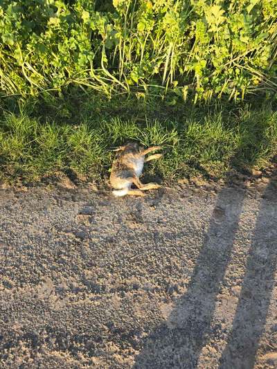 Giftköder-Toter Hase-Bild