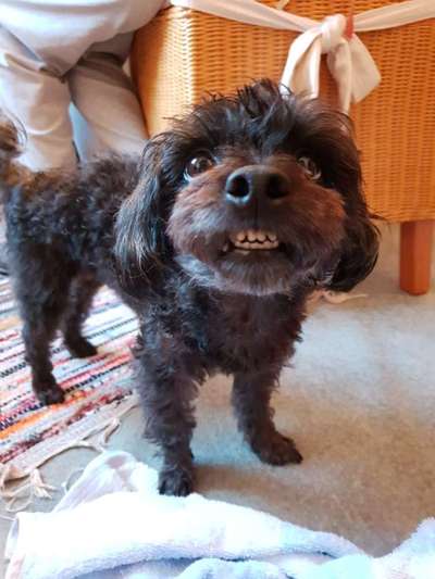 Zeige das lustigste Bild eures Hundis-Beitrag-Bild