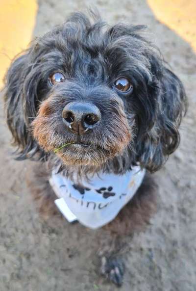 Dogorama Photo Challenge - Selfie Time!-Beitrag-Bild