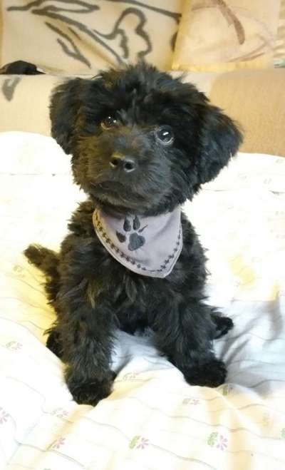 Welpen Bilder !-Beitrag-Bild