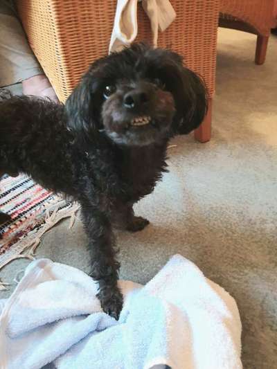 Dogorama Photo Challenge - Einmal lächeln bitte-Beitrag-Bild