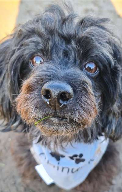 Zeigt mir die tollste Nahaufnahme von eurer Fellnase-Beitrag-Bild