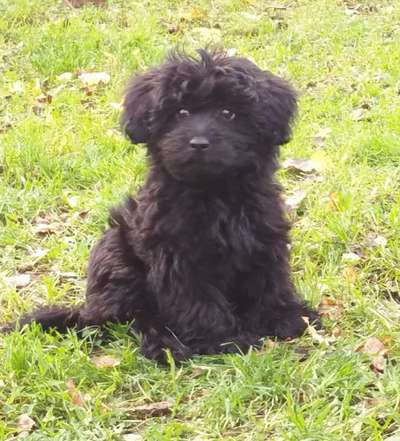 Welpen Bilder !-Beitrag-Bild