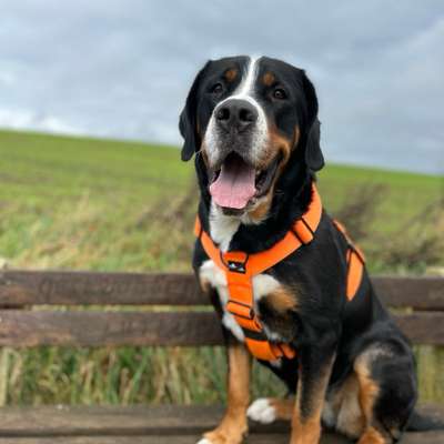 Hundetreffen-Spazieren/Training-Bild