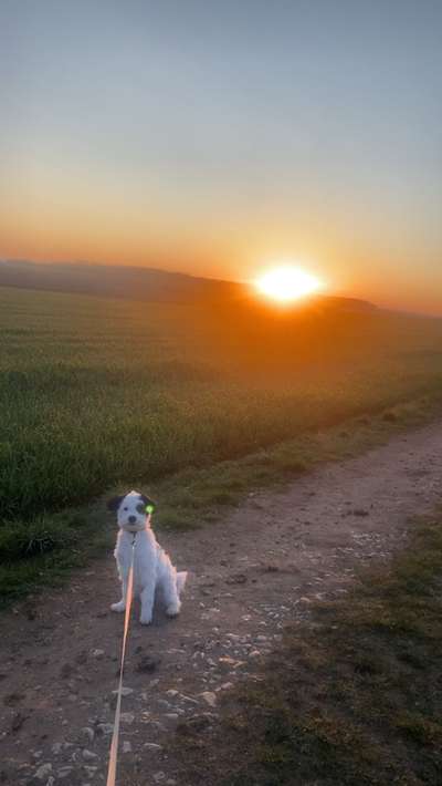 Hundetreffen-Spiel und gassi runden-Bild