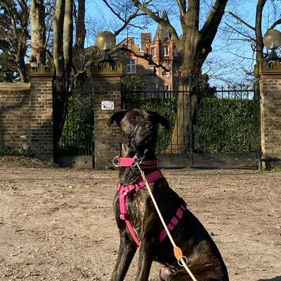 Hundetreffen-Socialwalk für "Problemhunde"-Bild