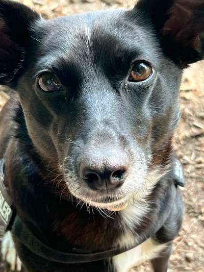 Hundetreffen-Wer hat Lust , eventuell einmal die Woche, eine entspannte Hunderunde zum Beispiel am Benther Berg?-Bild