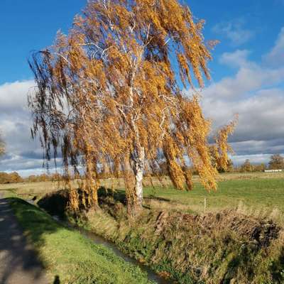 Hundetreffen-Gassi- und Spielrunde in Gifhorn und Umgebung-Bild