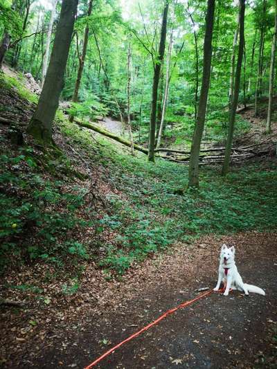 Dogorama Photo Challenge - Märchenwald-Beitrag-Bild