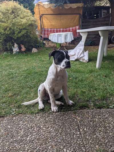 Welpen Bilder !-Beitrag-Bild