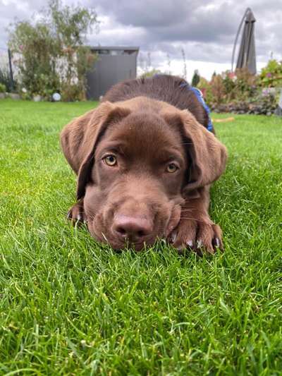 Die Dogorama Monats Challenge "Es grünt und blüht"-Beitrag-Bild