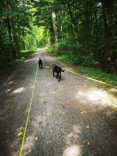 Hundeauslaufgebiet-Stadtwald am Blosenberg-Bild