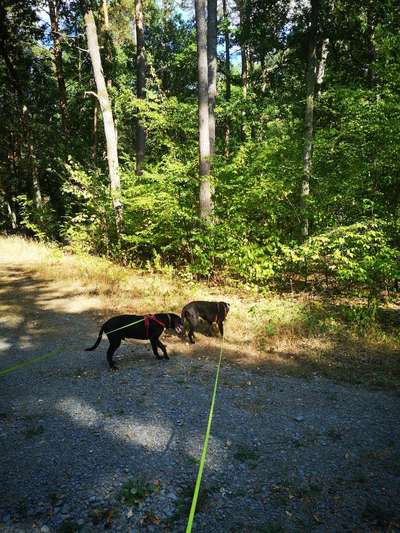 Hundeauslaufgebiet-Waldstück-Bild