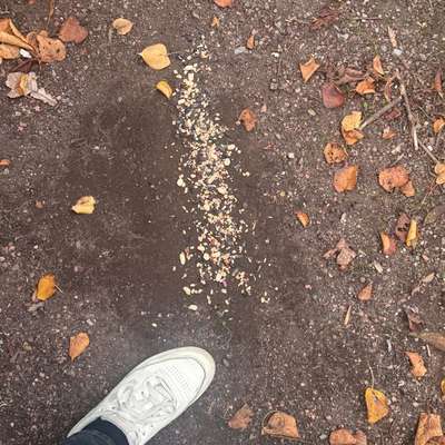 Giftköder-Rattengift oder Vogelfutter?!-Bild