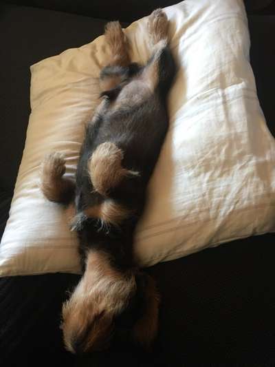 Die Dogorama Wochen Challenge-Beitrag-Bild