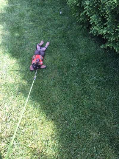 Die Dogorama Wochen Challenge-Beitrag-Bild