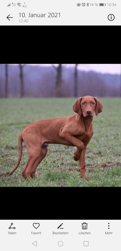 Hundetreffen-Junghunde Training-Bild