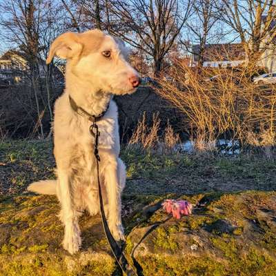 Hundetreffen-Hundetreff ohne Leine-Bild