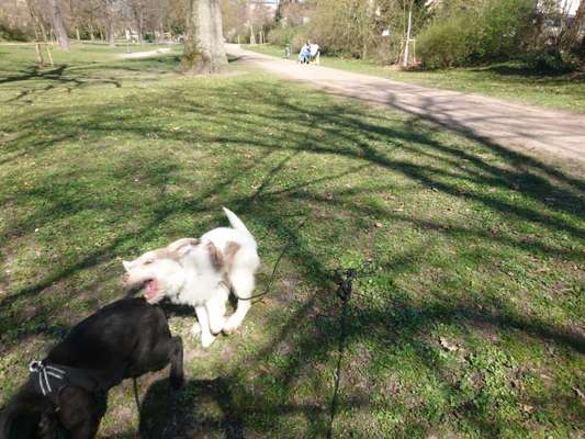 Lustigsten Grimassen von euren Hunden-Beitrag-Bild
