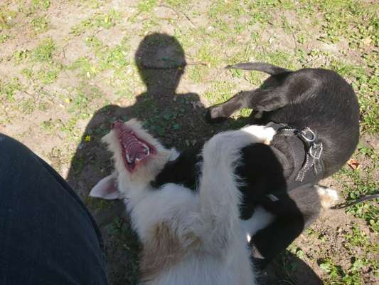 Lustigsten Grimassen von euren Hunden-Beitrag-Bild