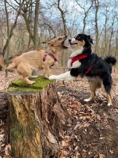 Lustigsten Grimassen von euren Hunden-Beitrag-Bild