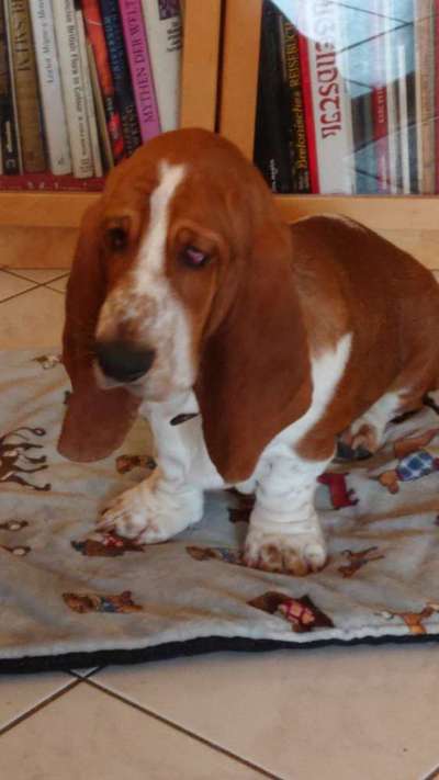 Welpen Bilder !-Beitrag-Bild