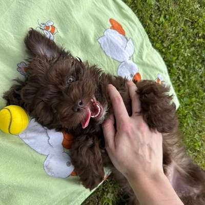 Hundetreffen-Stella sucht Gleichgesinnte zum Spielen und Toben-Profilbild