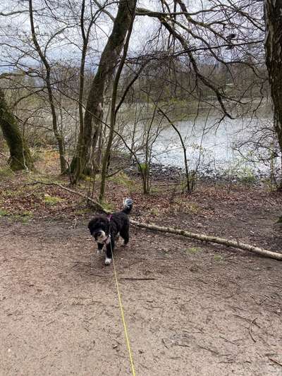 Hundeauslaufgebiet-Kleiner Bramfelder Teich-Bild