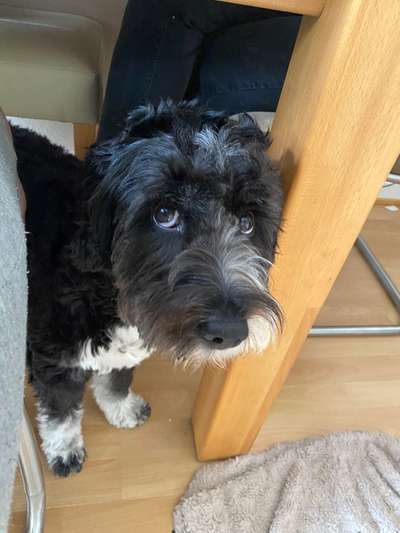 Fotochallenge 31 - Das perfekte Hundedinner-Beitrag-Bild