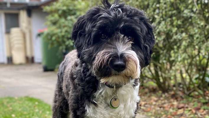 Fotochallange Nr. 57     PORTRÄT.   Beendet!!!!!!!!-Beitrag-Bild