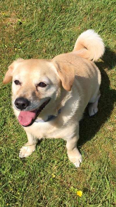 Mischlinge raten - Rätselspaß-Beitrag-Bild