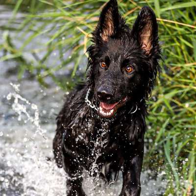 Hundetreffen-Welpen und Junghunde treffen-Profilbild