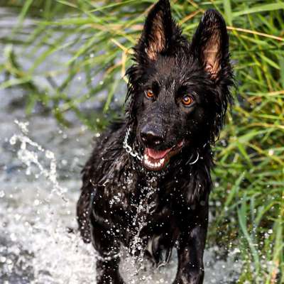 Hundetreffen-Spazier und spieltreffen in Spiesen-Elversberg