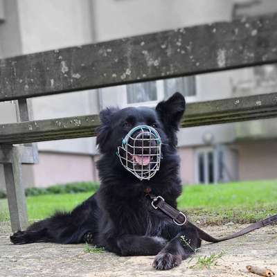 Hundetreffen-Hunderunde Inden/Altdorf/Frenz  und Umgebung-Auch für Maulkorbträger mit Spezialeffekten-Bild