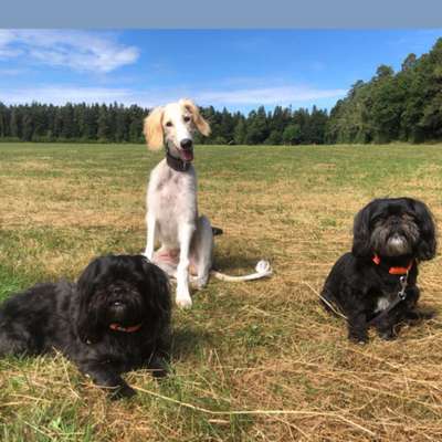 Hundetreffen-Waldspaziergang und Hundewiese zum Rennen in Salmbach