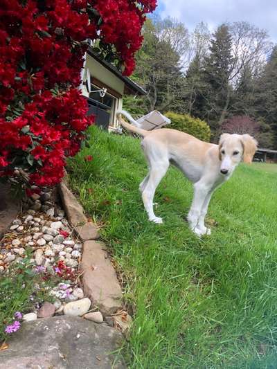 Welpen Bilder !-Beitrag-Bild