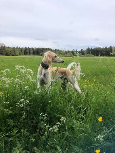 39. Collagen Challenge - Dein Hund auf einer Wiese-Beitrag-Bild